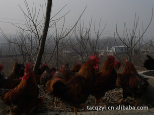 价格实惠肉质鲜美的优质山鸡