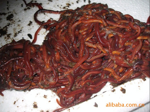 供应优质动物蛋白饲料--蚯蚓/红蚯蚓/垂钓蚯蚓