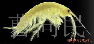 【质量保证 来电订购】供应多种高质量的钩虾