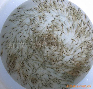 供应南美白对虾虾苗(图)