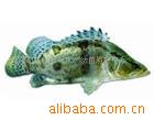供应优质淡水4-6厘米本地鲜活桂（鳜）鱼苗