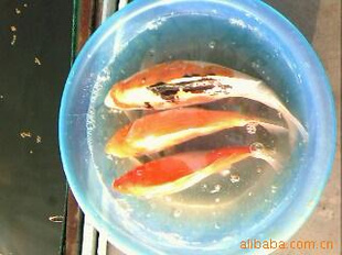 供应各种规格红鲤鱼,锦鲤鱼（量大送货上门）