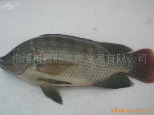 罗非鱼  出口产品  专业自养