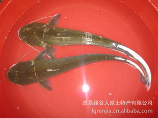 【活鱼供应】鲶鱼 遂昌鲶鱼原生态淡水鱼 野生鲶鱼淡水水产需预定