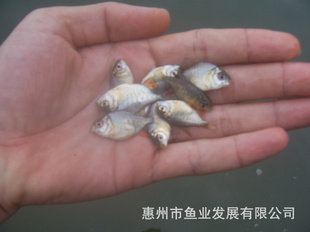 大量供应淡水白鲳鱼苗