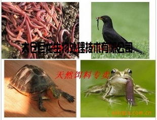 鱼饲料/鱼粉/龟饲料/蛙饲料/高蛋白动物饲料 低价批发直销